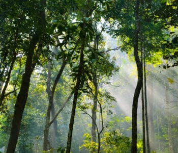 Achieve ESG success with transformative digital solutions